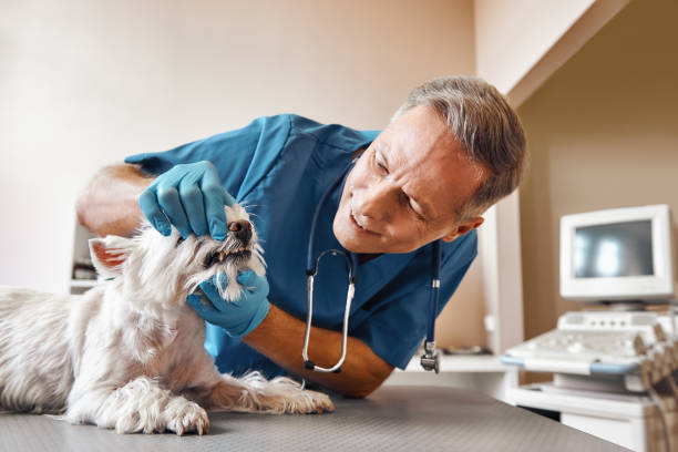 Best Pediatric Emergency Dentist in Ridgewood, IL